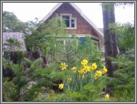 The Hale Eddy Bed & Breakfast Suites, Salt Spring Island  - Daffodils in March