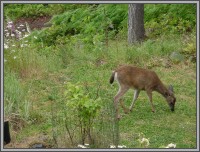 The Hale Eddy Bed & Breakfast Suites, Salt Spring Island  - Fawn