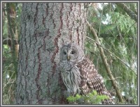 The Hale Eddy Bed & Breakfast Suites, Salt Spring Island  - Barred Owl outside Dining Room window